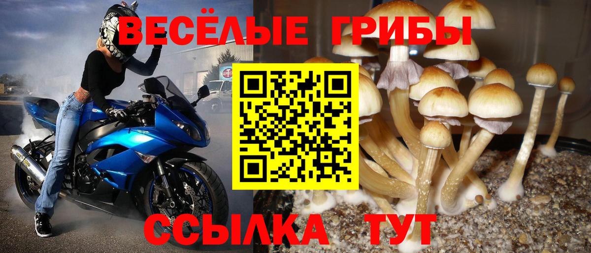 Галлюциногенные грибы мухоморы  купить закладку  Канаш  Вход с VPN  Псилоцибиновые грибы Psilocybe 